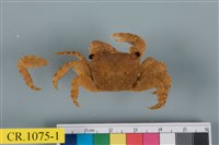 藏品(方形大額蟹)的圖片